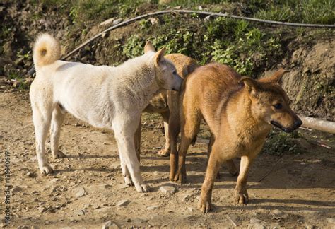 women mating with dogs